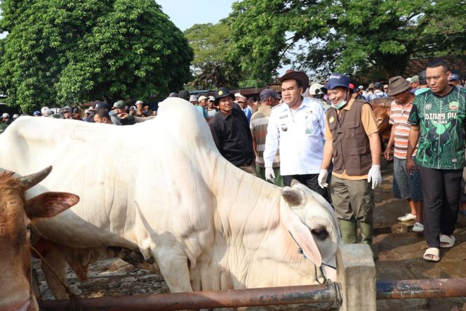 
					Jelang Idul Adha, Bupati Blora Sidak Pasar Pon Pastikan Hewan Kurban Sehat dan Layak Jual