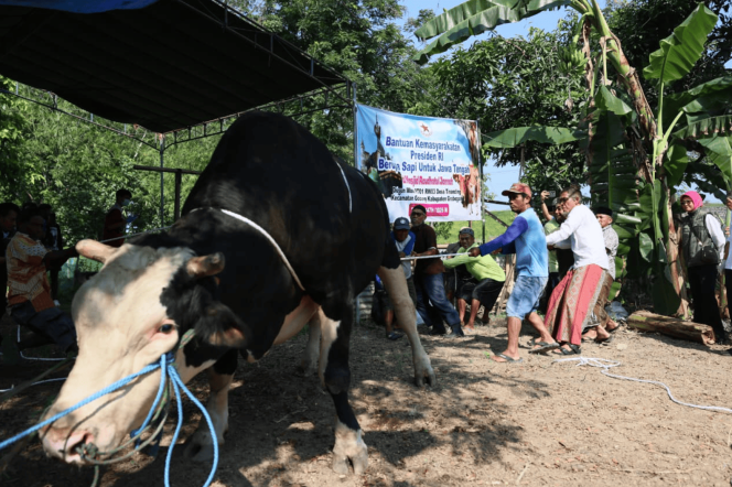 
					Sekda Jateng Serahkan Sapi Kurban 1,1 Ton untuk Warga Terdampak Banjir di Grobogan