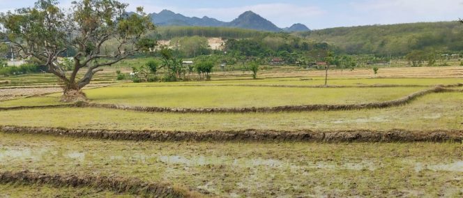
					Optimasi Lahan Didorong, Dintanpan Rembang Targetkan Luas Tanam Padi 55.000 Hektare ‎