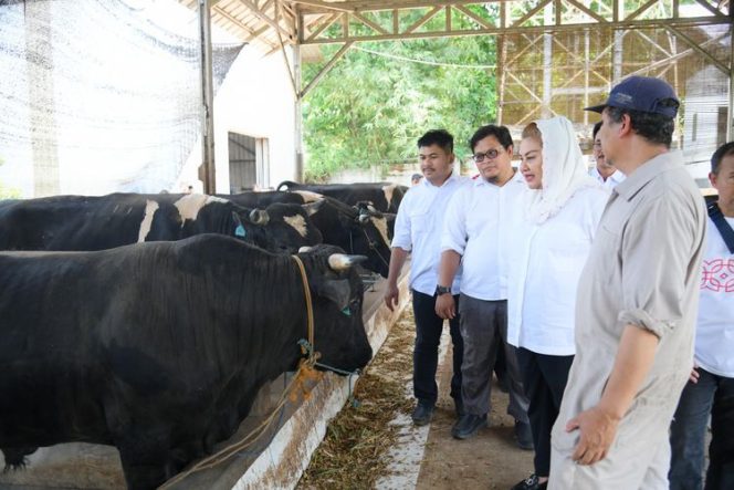 
					Wali Kota Semarang Hevearita Gunaryanti Rahayu Kunjungi Jatirejo Farm, Tinjau Pengembangbiakan Sapi Wagyu
