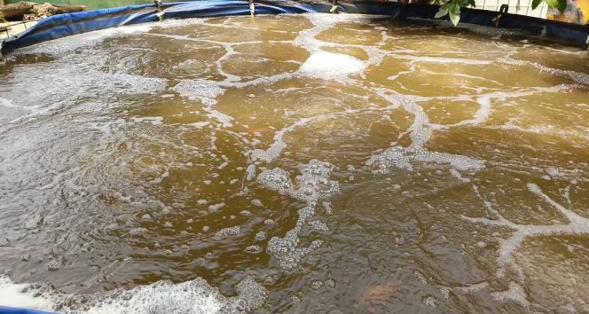 
					DP4 Blora Kembangkan Inovasi Bioflok dan Optimalkan Produksi Perikanan