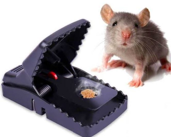 
					Maraknya Jebakan Tikus Listrik di Blora, Ketua DPRD: Perlu Solusi dari Dinas Pertanian