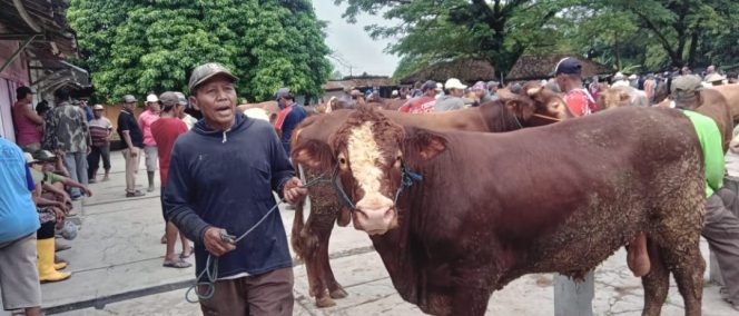 
					Pasar Hewan Blora Sepi Pembeli Jelang Lebaran, Harga Sapi Masih Normal
