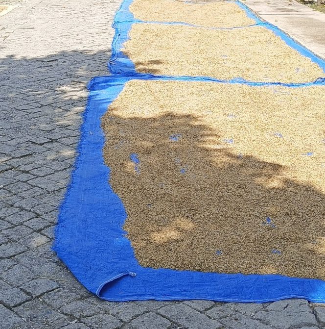 
					Fenomena Unik di Blora: Jalan Desa Berubah Jadi Tempat Pengeringan Padi Saat Panen Raya