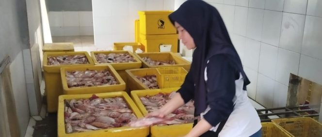 
					Setelah Lele, Ikan Nila Ikut Masuk Program Makan Bergizi Gratis di Rembang