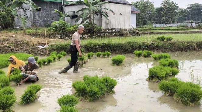 
					Polsek Bogorejo Turun ke Sawah Wujudkan Kemitraan Polri–Petani di Desa Prantaan