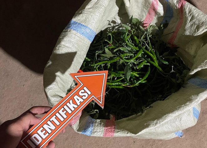 
					Curi 16 Kg Cabai di Sawah Geneng, Warga Bojonegoro Diamankan Polsek Jepon ‎