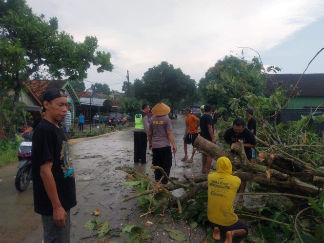 
					Pohon Jati Tumbang di Bogorejo, Polsek dan BPBD Bergerak Cepat Evakuasi