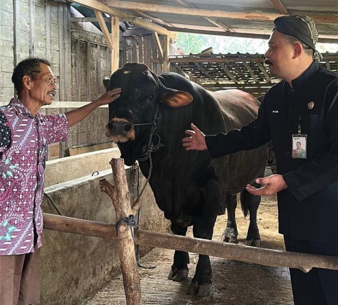
					Sapi Milik Peternak di Bogorejo Dibeli Presiden untuk Kurban, Bobot Capai 1,1 Ton ‎
